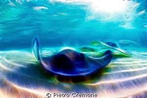 Dream stingray by Pietro Cremone 